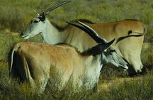 Big Five Game Reserve Wildlife Safari from Cape Town