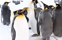 Hokkaido: Asahiyama Zoo, Furano, and Ningle Terrace Full Day Tour