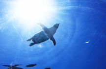 Hokkaido: Asahiyama Zoo, Furano, and Ningle Terrace Full Day Tour