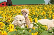 Hokkaido Biei Blue Pond Furano Flower Farm Ningle Terrace Trip