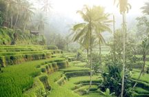Private Tour Highlights of Ubud