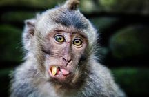 Private Tour Highlights of Ubud