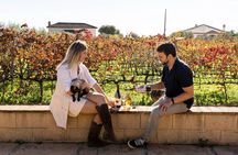 Malaga: Vineyard and Cellar Visit with 6 Top Wines and tapas