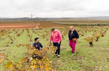 OLIVE OIL & WINE TOUR - Organic Fields 5 Wines + 3 Olive Oils 