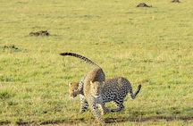 4 Days Masai Mara and lake Nakuru National Park