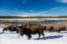 Yellowstone Private Full Day Tour