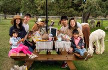 Alpaca Picnic Experience in Oregon