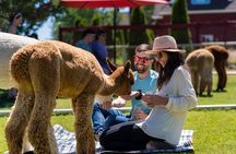 Alpaca Picnic Experience in Oregon