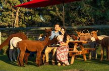 Alpaca Picnic Experience in Oregon