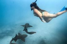 Puerto Rico Half-Day Shark Diving