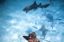Puerto Rico Half-Day Shark Diving