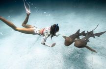 Puerto Rico Half-Day Shark Diving
