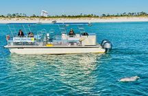 Dolphin Sightseeing Tour near Shell Island in Panama City Beach