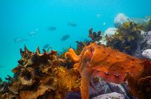 Snorkeling Adventure for Kids with Private Guide In Sydney