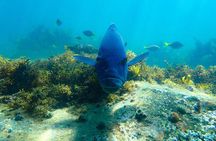 Snorkeling Adventure for Kids with Private Guide In Sydney