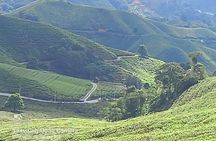 Cameron Highlands Private Day Tour from Ipoh, Package B