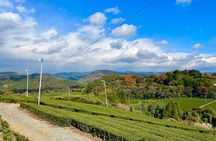 YokaBus Heritage in a Cup of a Yame Tea & Sake Tasting Expedition