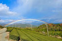 YokaBus Heritage in a Cup of a Yame Tea & Sake Tasting Expedition