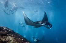 Private Snorkeling and Freediving Trip to Manta Point
