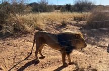 Predator Encounter: Half-Day Carnivore Feeding Windhoek 