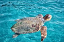 Zakynthos West Coast Shipwreck and Turtle Spotting Tour