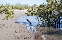 Sea Kayak Tour Mangrove Safari
