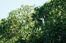 Sea Kayak Tour Mangrove Safari