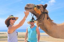 Day Pass Adventure in Los Cabos with Roundtrip Transport