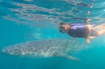 Swim with Whale Sharks #1 MUST DO IN LA PAZ 