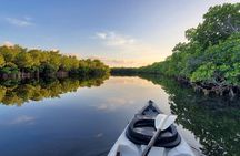 Kayak through Mangrove Forests in the Florida Keys
