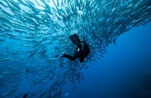 Dive Coiba and Stay at Bambuda Hotel Santa Catalina 4 days 