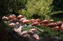 From puebla: Private tour in Africam Safari all-Inclusive