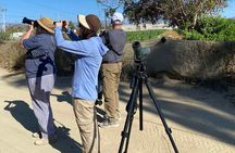 Birding By Sea and Land 4hr. La Paz Mexico