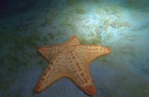 NIGHT TIME Guided Snorkel tour 