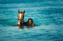 Experience the Swimming Horses at Carlisle Bay & the Garrison