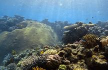 Half Day Outer Reef Snorkelling Tour from Port Douglas