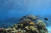 Half Day Outer Reef Snorkelling Tour from Port Douglas