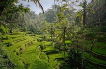 Ubud Highlight: Best of Ubud Private Day Tour with Local Guide