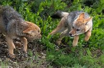 5-Days Garden Route Tour From Port Elizabeth to Cape Town