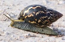 5-Days Garden Route Tour From Port Elizabeth to Cape Town