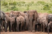 5-Days Garden Route Tour From Port Elizabeth to Cape Town