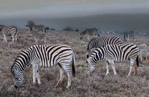 5-Days Garden Route Tour From Port Elizabeth to Cape Town