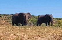 5-Days Garden Route Tour From Port Elizabeth to Cape Town