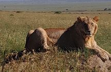 3 Days Amboseli Private Safari Tour