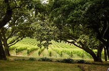 Cape Town Customisable Premium Wine Tour & Tastings