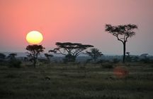  1 Day Gorilla Trekking 