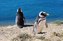 Shore Tour : Valdes Peninsula Essential - Back To Ship Guarantee