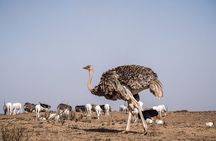 National Park 4×4 Safari from Agadir with Lunch