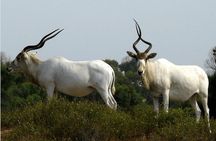 National Park Jeep safari 4×4 with Lunch Included 
