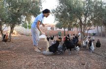 Agadir Cooking Class In A Farm With A Local Family